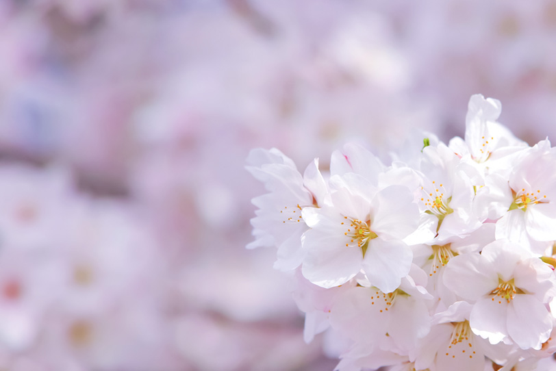 薄紅色の桜の花びらの写真画像