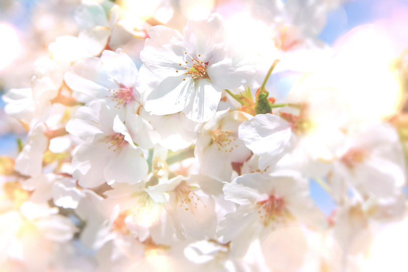 キラキラの光と桜の写真画像