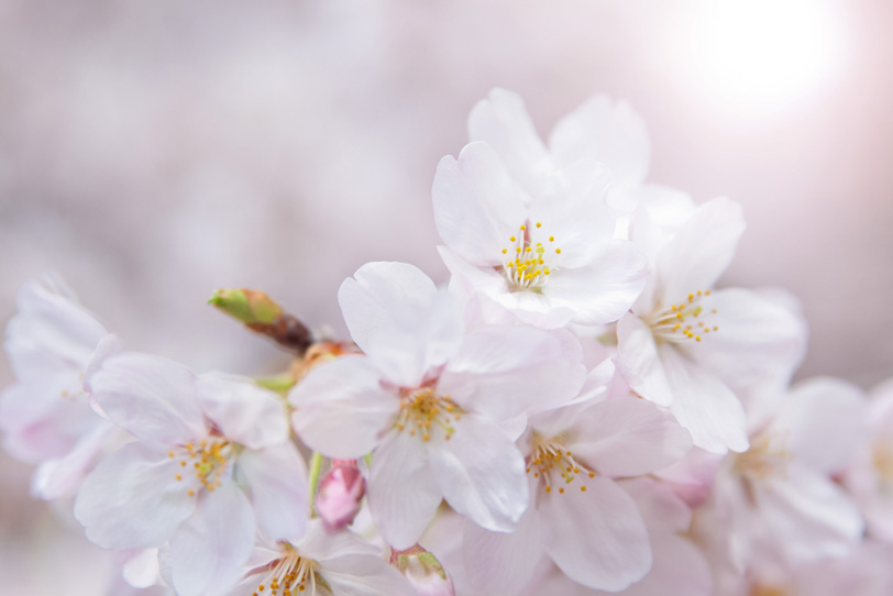 太陽の光と桜の花びらの写真画像