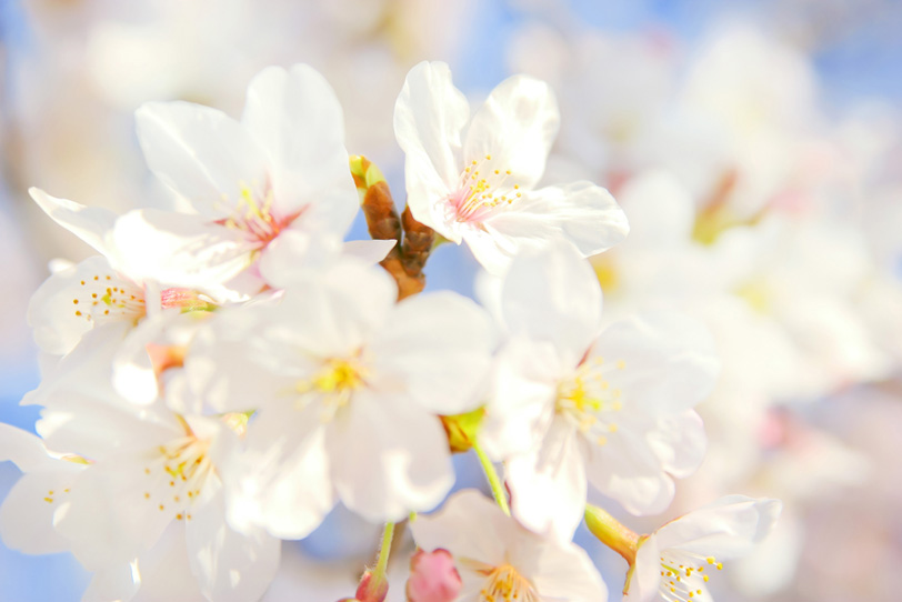 桜の花びらと青空の写真画像
