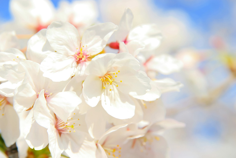 空と白い桜の花びらの写真画像