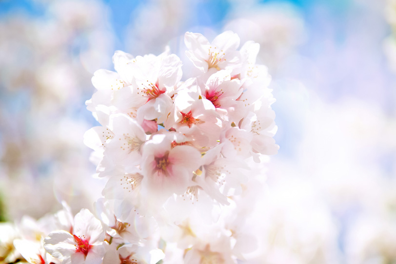 光に透ける桜の花の写真画像