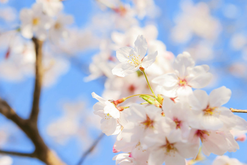 桜の花と青い空の背景の写真画像