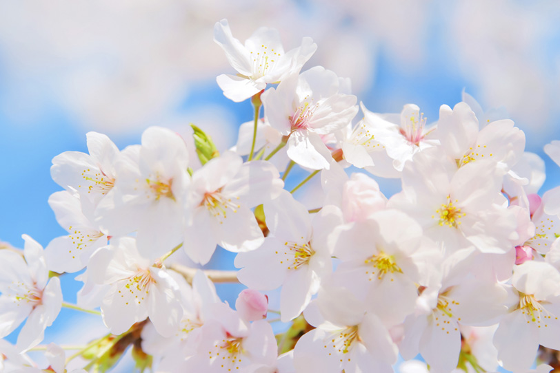 満開の白い桜の花びらの写真画像
