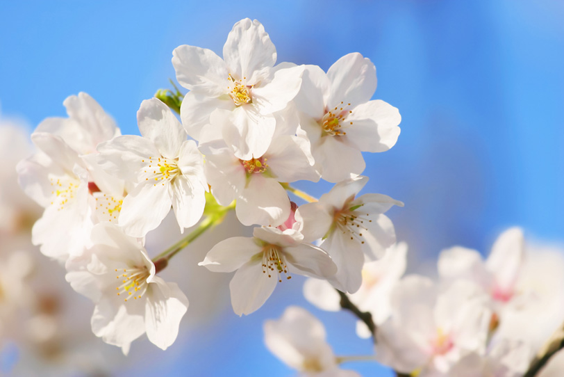 桜の花びらの写真画像