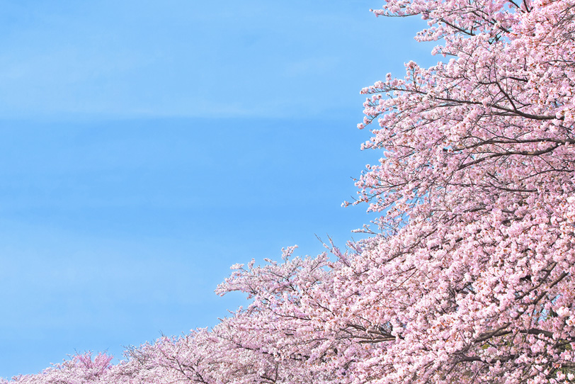 綺麗な桜の写真画像