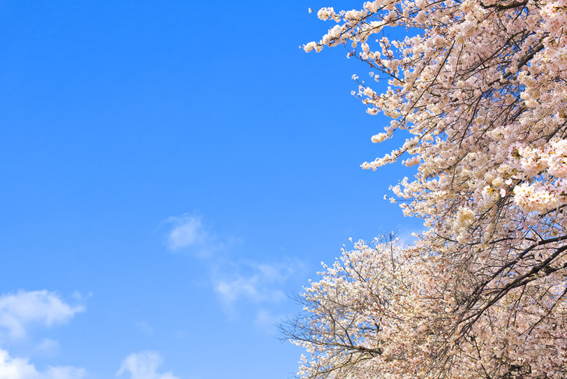 桜並木の写真画像