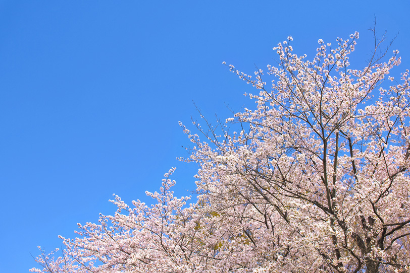 桜並木の写真画像