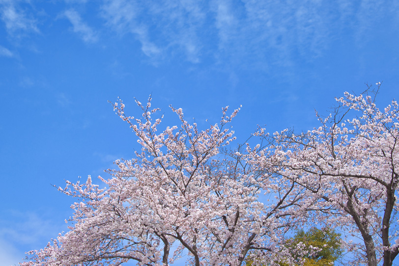 桜並木の写真画像