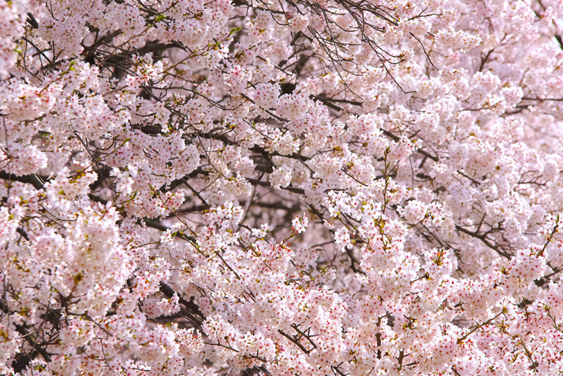 桜・さくらの写真画像