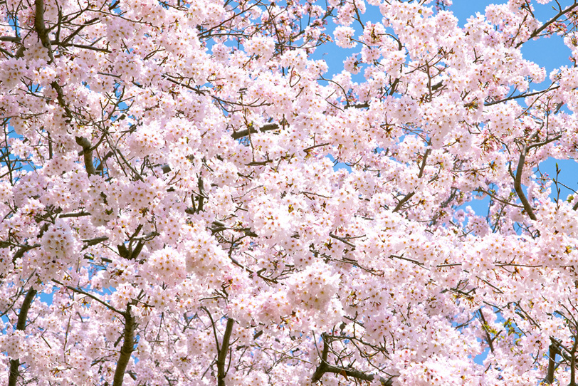 桜・さくらの写真画像