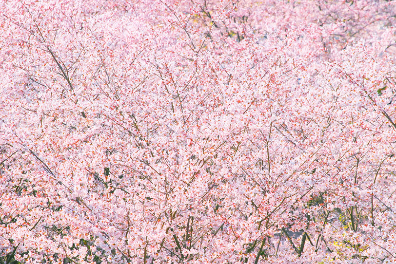 美しい桜の写真画像