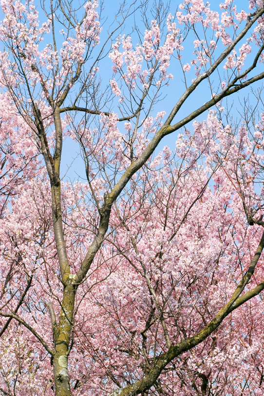 桜風景の写真画像