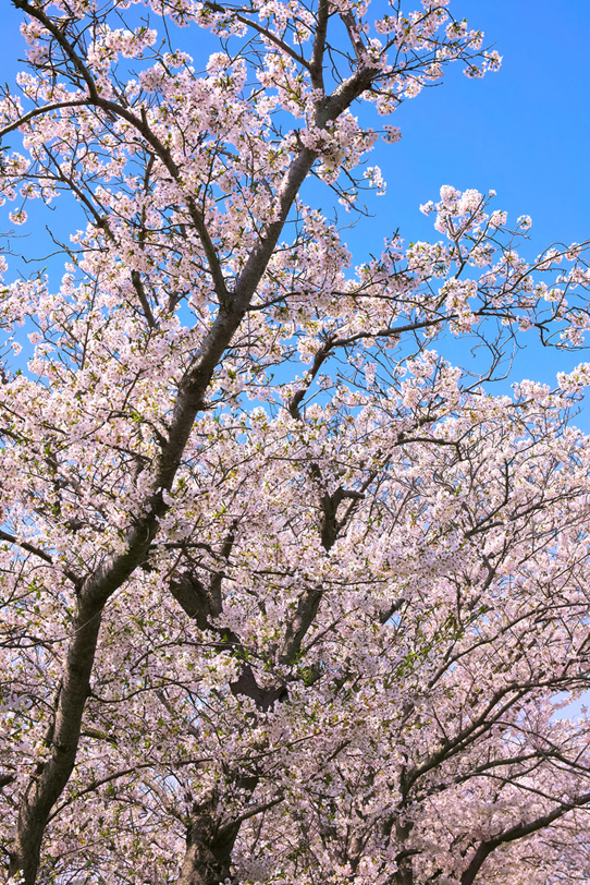 桜風景の写真画像