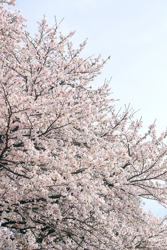 桜の景色の写真画像