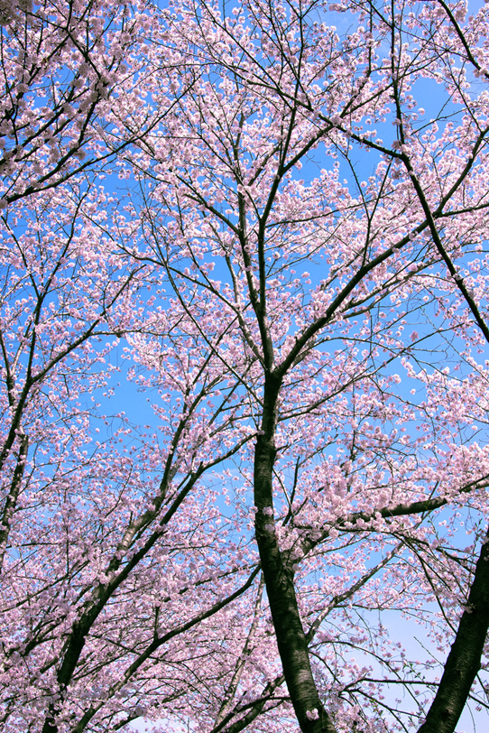 桜の景色の写真画像