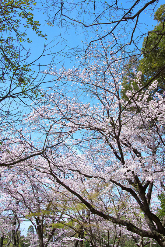 桜の景色の写真画像