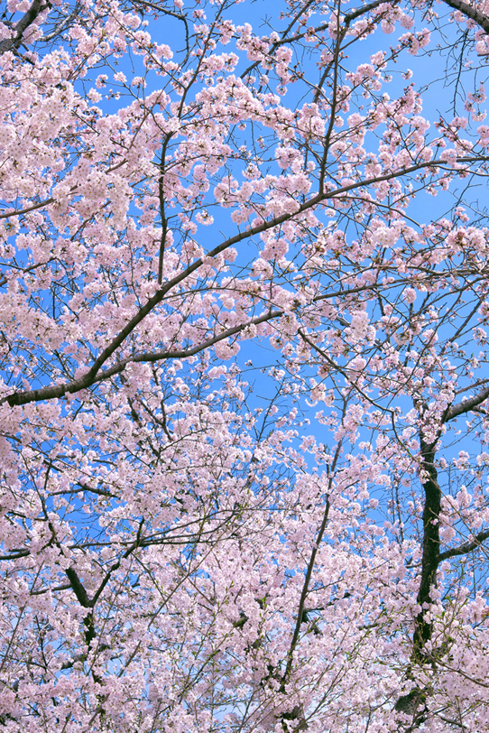 桜の景色の写真画像