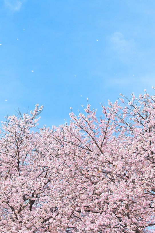 桜咲く春の写真画像