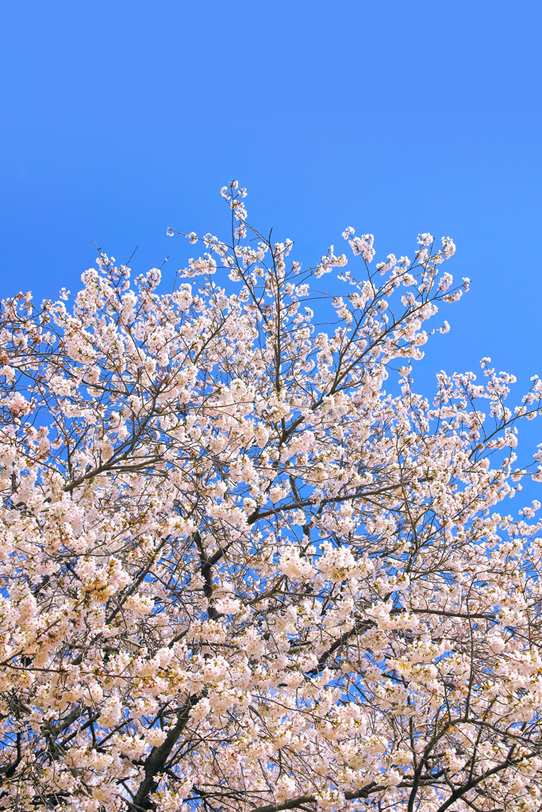 桜咲く春の写真画像