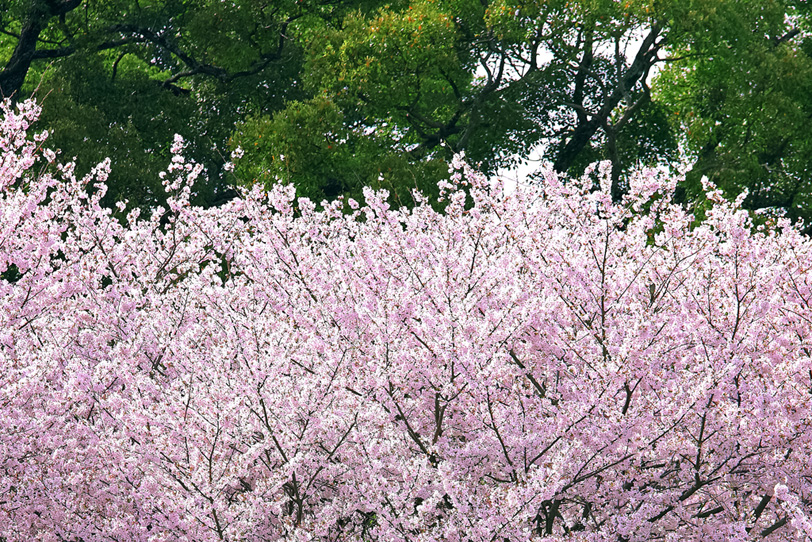 和風の桜の写真画像