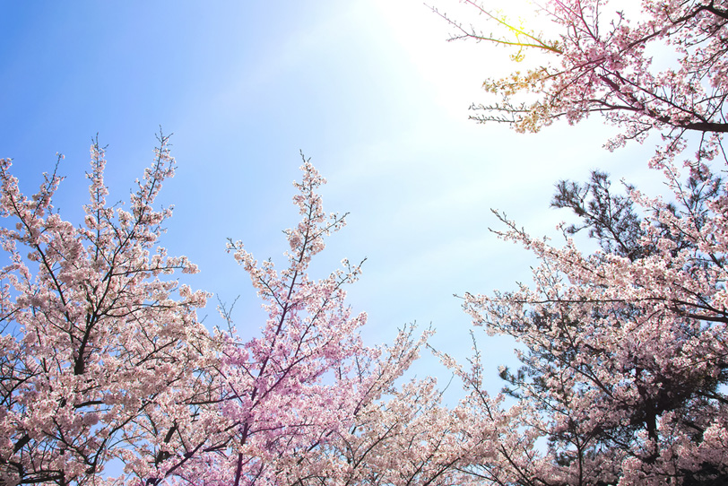 日本の桜の写真画像