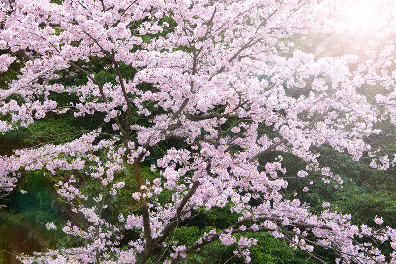 日本の桜の写真画像