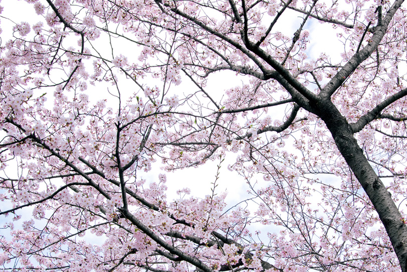 桜 白背景の写真画像