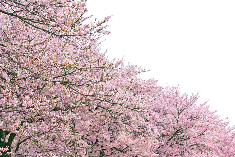 桜 白背景の写真画像