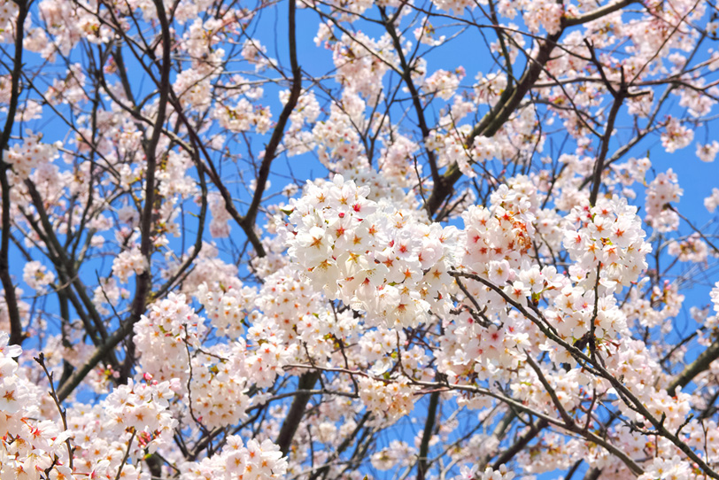 桜の花と枝の写真画像