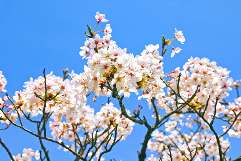 桜の花と枝の写真画像