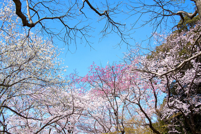 日本の春の桜の写真画像