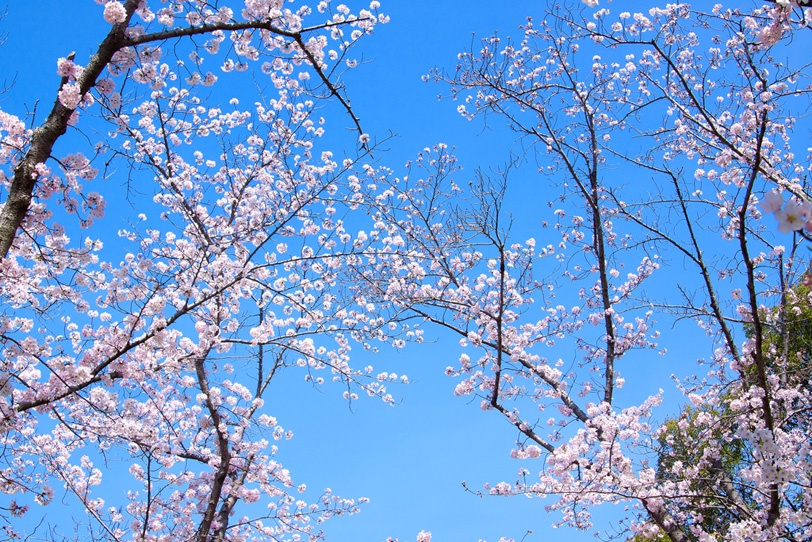 日本の春の桜の写真画像