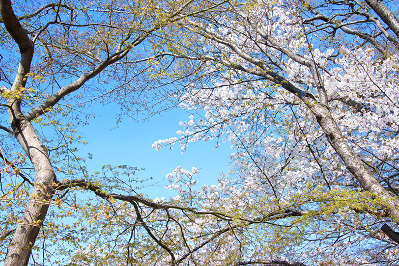 日本の春の桜の写真画像
