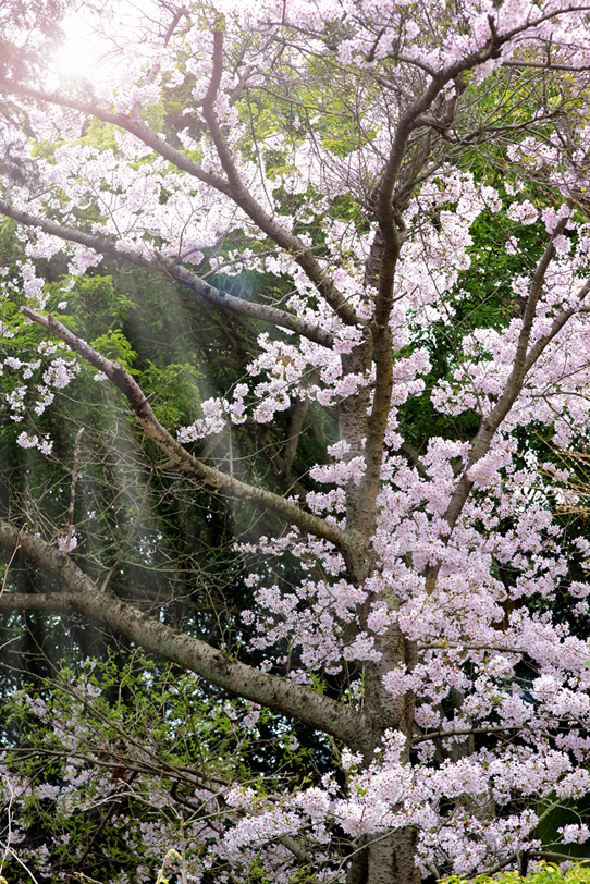 和風の桜風景の写真画像