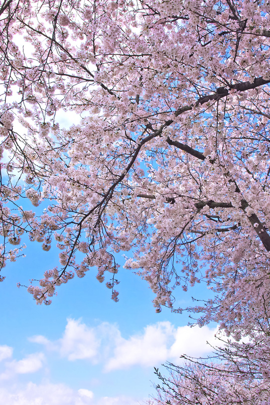 和風の桜風景の写真画像