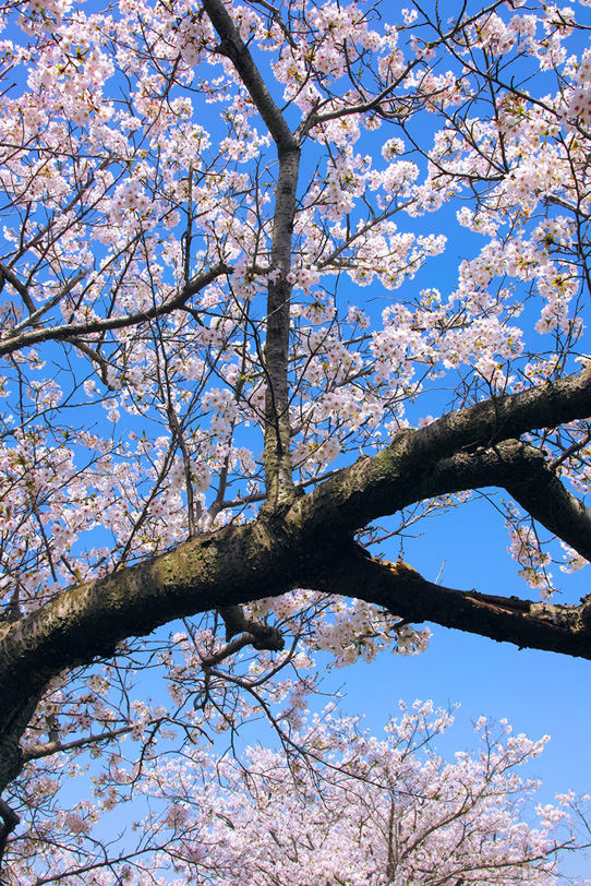 春の青空とサクラの木の写真画像