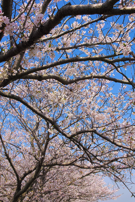 春の青空とサクラの木の写真画像