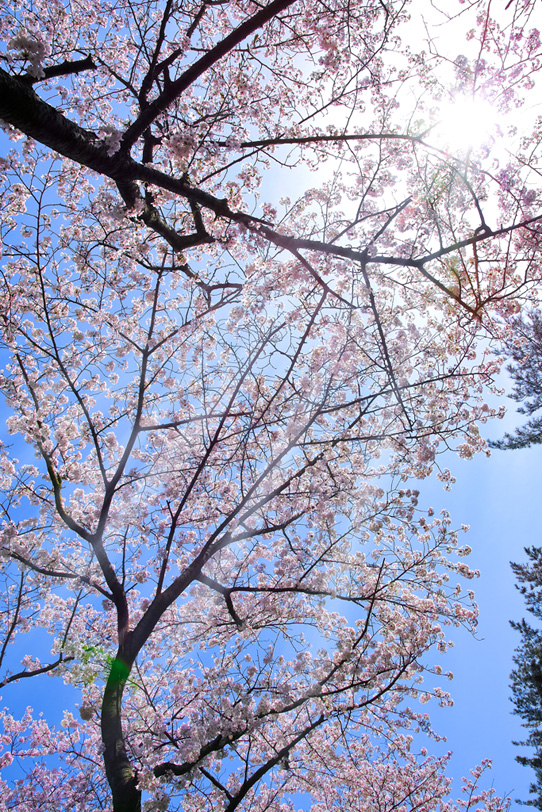 春の青空とサクラの木の写真画像