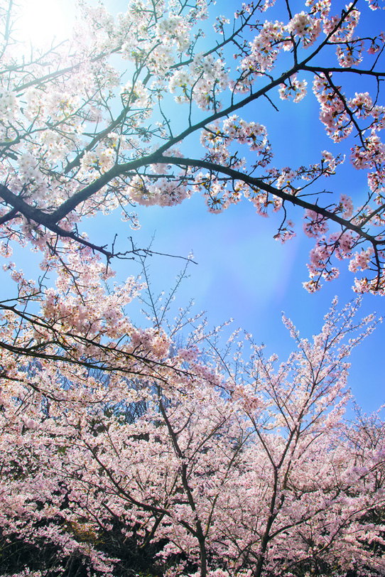 春の青空とサクラの木の写真画像