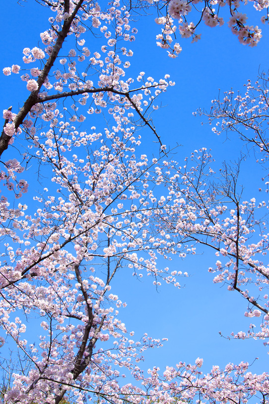 春の青空とサクラの木の写真画像