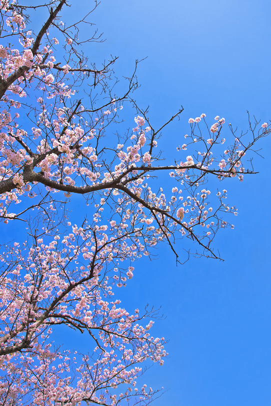 春の青空とサクラの木の写真画像