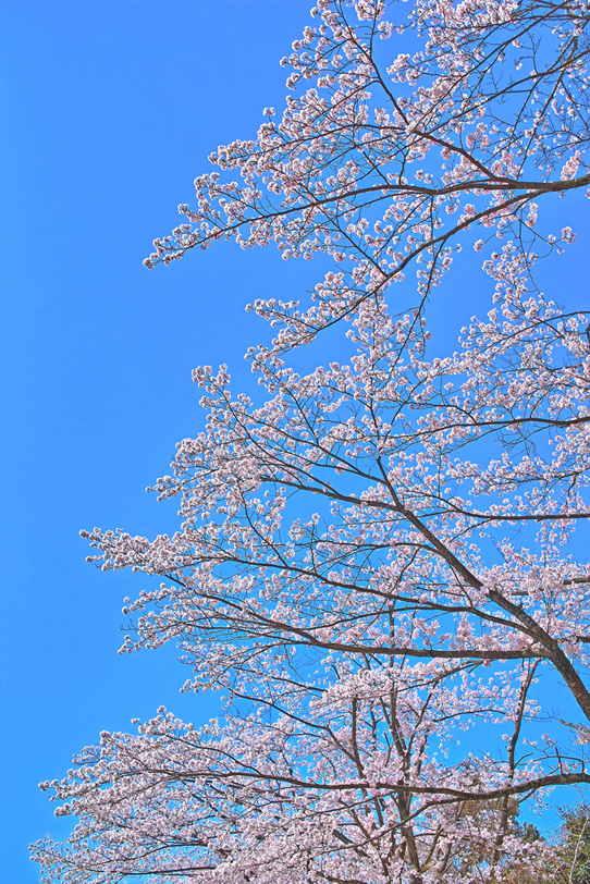 春の青空とサクラの木の写真画像