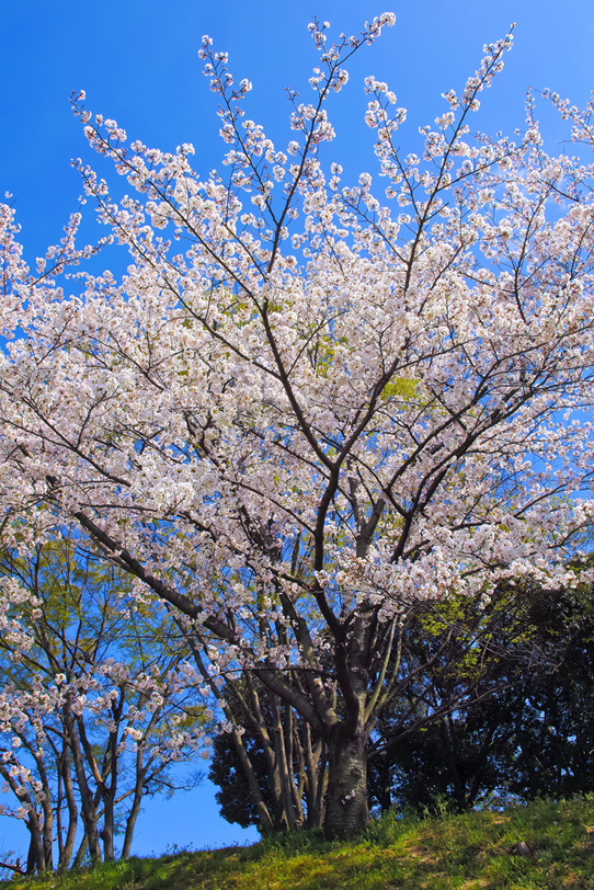 サクラ並木と春空の写真画像