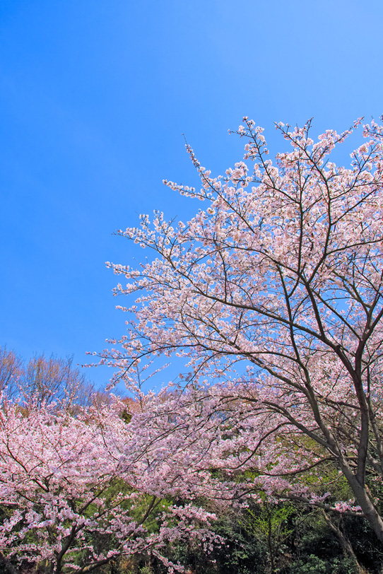 サクラ並木と春空の写真画像