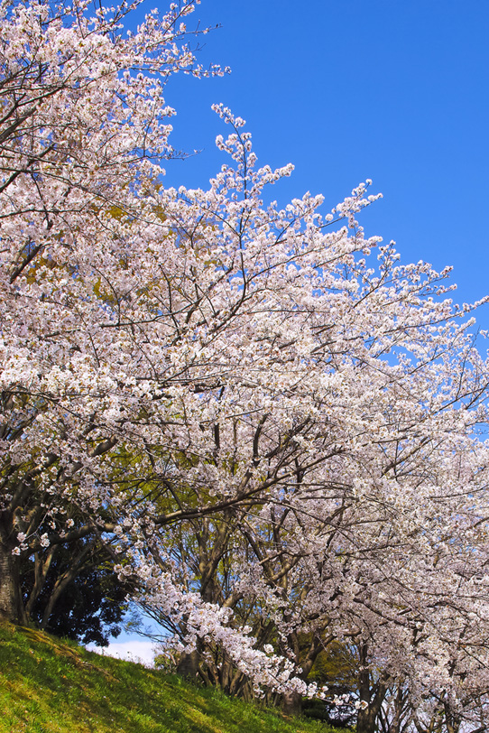 サクラ並木と春空の写真画像