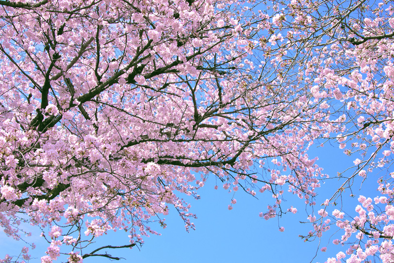 桜の花咲く木々の写真画像