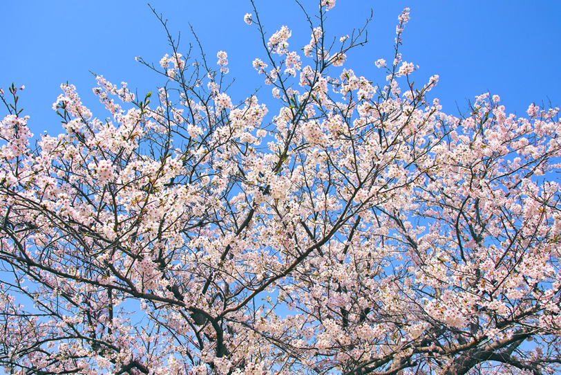 桜の花咲く木々の写真画像