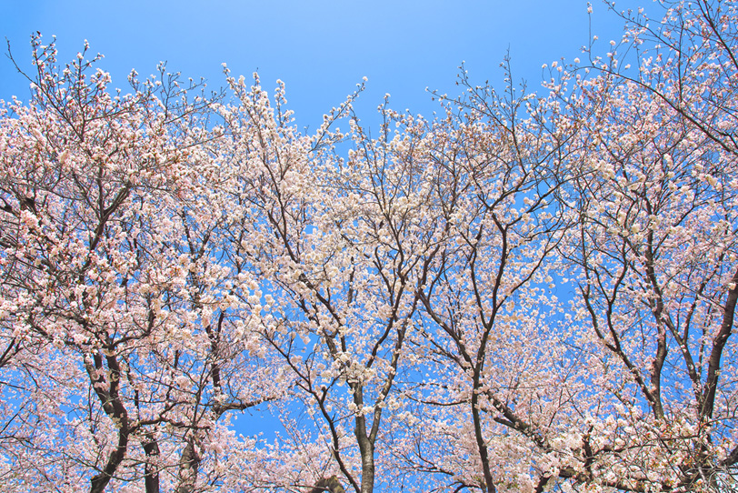 桜の花咲く木々の写真画像