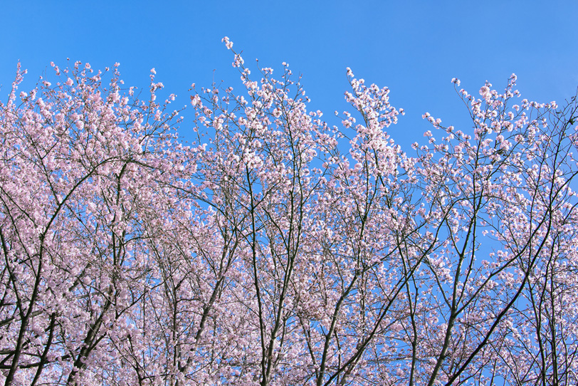 春のさくら風景の写真画像